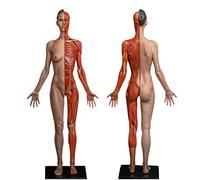 Modelo anatómico del Esqueleto del músculo Humano Modelo de Pintura - Figura de anatomía Femenina de 23,6 Pulgadas Maniquí artístico Modelo de Figura de anatomía del músculo esquelético Feme