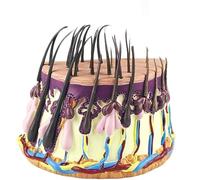 Modelo anatómico del folículo piloso, modelo de crecimiento del cabello, modelo anatómico del proceso de crecimiento del folículo piloso, modelo semicircular de cabello humano