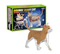 Modelo Anatómico del Gato Ayuda Didáctica 4D