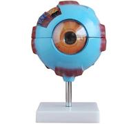 Modelo anatómico del globo ocular humano ampliado 6X. Estructura 3D desmontable de 7 partes con sección mediosagital for la enseñanza médica
