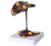 Modelo anatómico del hígado Anatomía Patológica Modelo de hígado humano visceral humana para la formación médica Ayudas 11 * 11 * 15cm