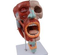 Modelo anatómico del músculo facial humano 2X, modelo de sistema respiratorio de faringe oral nasal de 10 partes for uso en entrenamiento en clínica médica