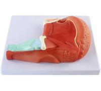 Modelo anatómico del músculo lingual humano for uso en la atención médica, educación y comunicación con el paciente.