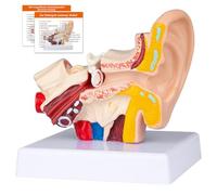 Modelo anatomico del oido humano con base, 1.5 veces más grande, muestra modelo externo de oído interno medio, aula médica profesional, demostración, médicos