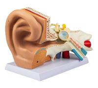 Modelo anatómico del oído humano grueso 5x, sistema auditivo desmontable que muestra el oído externo, medio e interno con estructuras etiquetadas Humano Desmontable