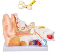 Modelo Anatómico Del Oído Humano: Modelo De Oído Humano Ampliado 5 Veces,Diseño Desmontable Con Indicación Numérica Y Modelo De Simulación De La Articulación De La Base Del Oído,Para Material Didáct
