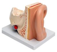 Modelo anatómico del oído humano, simulación y ampliación del oído externo, medio e interno, for la enseñanza de anatomía y fisiología médica con base.