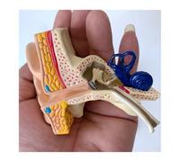 Modelo anatómico del oído, sistema auditivo interno medio externo, órganos, estructura, ayuda for la enseñanza