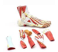 Modelo anatómico del pie, estructura anatómica, nervios, vasos sanguíneos y ligamentos en los músculos de las articulaciones médicas para la enseñanza