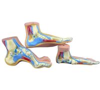 Modelo anatómico del pie humano, escala 1:1, plano, arqueado, musculatura, recursos didácticos médicos, juego de 3 piezas.