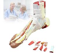 Modelo anatómico del pie humano Músculos desmontables y modelo de esqueleto del pie anatómico plantar neurovascular con ligamentos, músculos, nervios y arterias