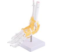 Modelo Anatómico del Pie Modelo Anatómico 23 × 20 × 10 Modelo Anatómico de la Articulación del Tobillo del Pie del Ligamento del Esqueleto Humano Adulto