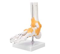 Modelo anatómico del pie, modelo anatómico de la articulación del tobillo del pie del ligamento del esqueleto humano adulto