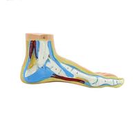Modelo anatómico del pie, que incluye huesos, músculos, ligamentos, modelo de anatomía del pie humano, accesorio didáctico con signos digitales, cráneo anatómico y tobillo, esqueleto médico y del