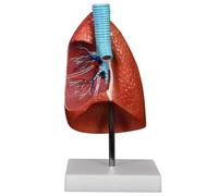 Modelo anatómico del pulmón humano con segmentos pulmonares, modelo de órgano extraíble detallado que muestra tráquea, bronquios y arterias. Humano Extraíble