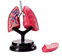 Modelo anatómico del pulmón humano: respiratorio desmontable for la enseñanza y la educación médica.