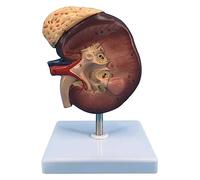 Modelo anatómico del riñón Humano con Aumento de 2 Veces, con Estructura de anatomía precisa, Textura Clara y etiquetado Digital