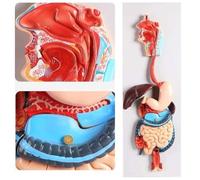 Modelo anatómico del sistema digestivo humano, tamaño real, 2 partes con estómago extraíble, cavidad nasal, faringe, hígado, recto, intestino para educación médica