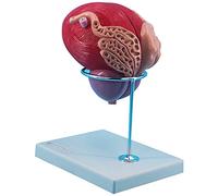 Modelo anatómico del sistema genitourinario, ampliado 3 veces utilizado for la enseñanza genitourinaria y comunicación médico-paciente