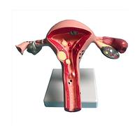 Modelo anatómico del sistema reproductivo femenino, modelo de pelvis femenina de tamaño pequeño, modelo de anatomía de órganos humanos modelo