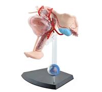 Modelo anatómico del sistema reproductor femenino. de órgano humano desmontable for enseñanza médica y educación paciente