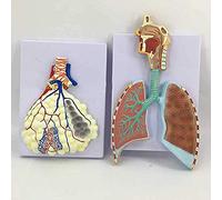 Modelo anatómico del sistema respiratorio humano, sistema respiratorio anatómico de los pulmones, comunicación entre médicos y pacientes, aprendizaje en la escuela de medicina