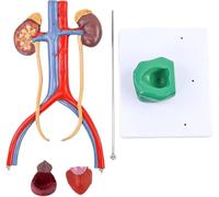 Modelo anatómico del sistema urinario masculino, con vejiga, riñones, uréteres y glándulas suprarrenales extraíbles, con manual del producto y base de PVC numerada y etiquetada, for estudio de