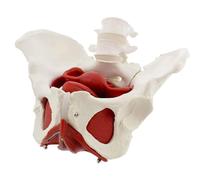 Modelo anatómico del suelo pélvico femenino de tamaño natural, huesos, músculos y órganos móviles que muestran el músculo elevador del ano, el útero y la vejiga. Humano Extraíble