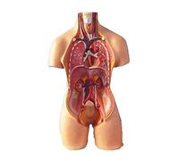 Modelo anatómico del torso humano con 19 órganos y partes extraíbles, tamaño real (55 cm), para la educación médica y el estudio de la fisiología. Humano Extraíble
