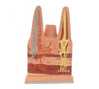 Modelo anatómico del torso humano con vellosidades intestino delgado detalladas. Órgano sistema digestivo a tamaño real for estudio biológico