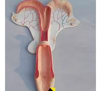 Modelo anatómico del útero animal: herramienta educativa sobre el sistema reproductor de perros, cerdos, vacas, ovejas y caballos for médicos y estudiantes.(Horse)