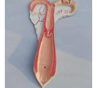 Modelo anatómico del útero equino: sistema reproductor animal detallado con fines educativos.(Sheep)
