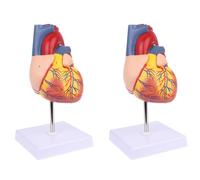 Modelo anatómico descompuesto del corazón humano, anatomía, herramienta de enseñanza médica, modelo de enseñanza