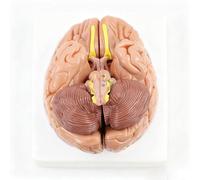 Modelo anatómico desmontable de 8 partes a escala 1:1 de la arteria cerebral humana con signos digitales | Modelo de cerebro humano de tamaño real para el estudio de la anatomía de la arteria