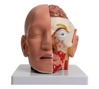 Modelo anatómico desmontable para enfermedades, estudio, conferencia, informe, modelo de anatomía humana, enseñanza, adecuado para estudiantes interesados en anatomía humana