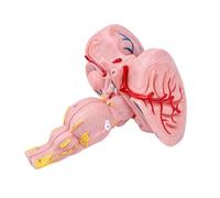 Modelo anatómico detallado de tallos cerebrales con ampliación 3X que muestra los núcleos de los nervios para neurología Modelo anatómico de tallos cerebrales de construcción de PVC