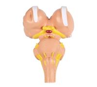 Modelo anatómico detallado de un tronco encefálico con 3 aumentos para representar núcleos nerviosos para neurología. Construcción de PVC. Modelo anatómico de tronco cerebral