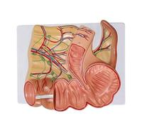 Modelo anatómico detallado del apéndice cecal, íleon, y colon ascendente con ganglios linfáticos for la educación sobre el sistema digestivo