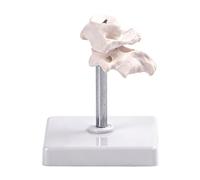 Modelo anatómico detallado del hueso occipital humano para la educación médica y la formación profesional con diseño giratorio y modelo vertebral educativo