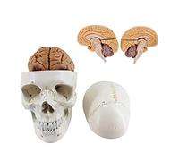 Modelo anatómico Educativo cráneo y Cerebro Humano. Modelo cráneo Humano numerado 3 Partes. Cerebro extraíble 8 Partes. Tamaño Natural. 100% anatómicamente Correcto. Modelo Esqueleto didáctico num