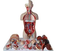 Modelo anatómico Educativo Torso Humano anfótero 85 cm. Modelo órganos internos anatómicos recursos didácticos. 27 Piezas Desmontables demostración médica. Modelo Esqueleto.
