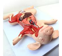 modelo anatómico, Embrión de cerdo, órganos del, internos, músculos, nervios, anatomía animal for veterinarios, se puede dividir en 10 partes