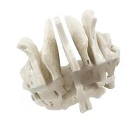 Modelo Anatómico Esfenoidal Humano Esfenoides Esqueleto Temprano Enseñanza De Medicina Ortopedia Hueso Temporal Para Anatomía Esqueleto Medicina Recursos Didácticos