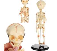 Modelo anatómico esquelético para bebé, esqueleto fetal de 35 cm, modelo de enseñanza, anatomía humana del bebé, modelo esquelético craneal