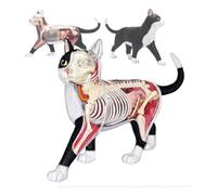 Modelo Anatómico Felino 4d Vision, con 28 Órganos Y Partes del Cuerpo Desmontables, Que Muestra La Ubicación De Los Órganos, Las Relaciones Entre Los Sistemas Y La Estructura Interna para