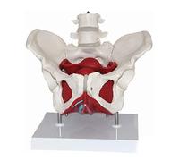 modelo anatómico， Female Pelvis And Perineum Model With Two Lumbar Vertebrae and Removable Organs