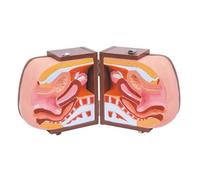 Modelo Anatómico Femenino para Anticoncepción, Cuerpo Humano Desmontable, Anatomía Humana de Útero y Vagina, Modelo de Entrenamiento para Dispositivos y Óvulos