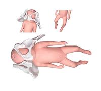 Modelo anatómico, Herramientas de Modelado, Modelo de Parto, Modelo de Parto, Modelo, Patrón de obstetricia con sínfisis y Pelvis-púbica para