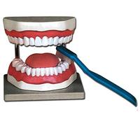 Modelo anatómico Higiene Dental, para estudiantes, Universidad, didáctica