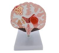Modelo anatómico humano con arterias madre de la corteza cerebral para conferencias educativas, uso de psicología del aprendizaje humano